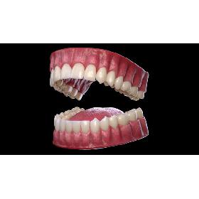 Mouth 3D model